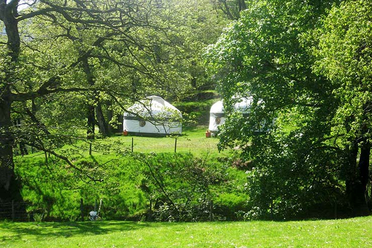 Tree Yurt